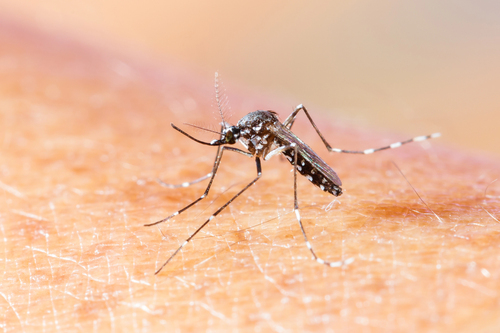 Aedes albopictus mosquito
