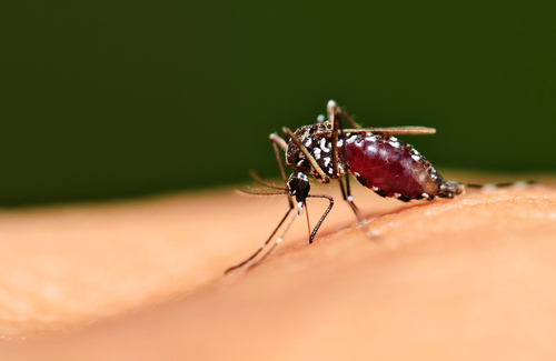 Full blood on mosquito body