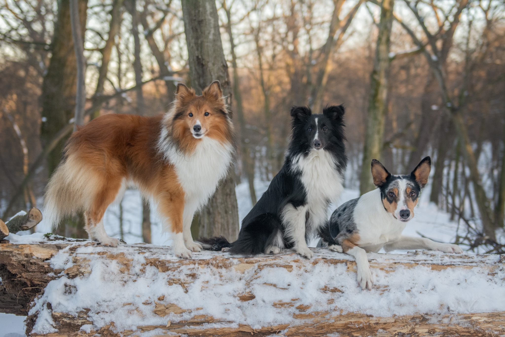 13 Fascinating Facts About the Smartest Dog Breeds and How to Unlock ...