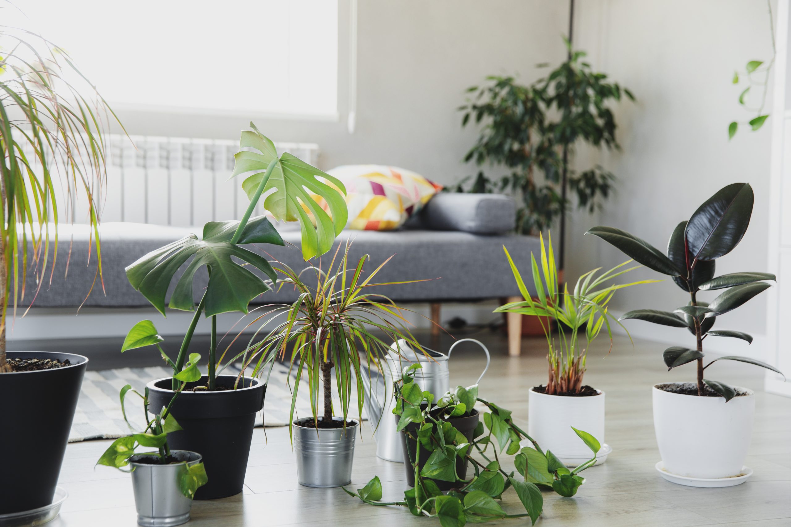 13 Super-Easy Houseplants and Pro Tips That Will Make Any Beginner’s