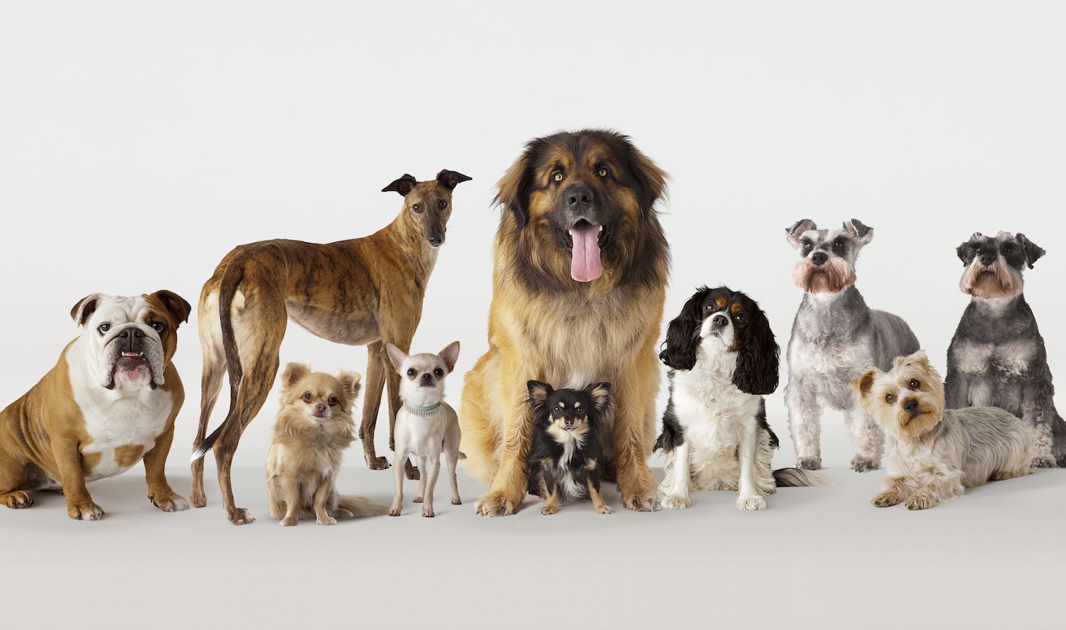 Homely Dogs Types The 11 Most Gentle and Loyal Dog Breeds for a Loving Family Home ...