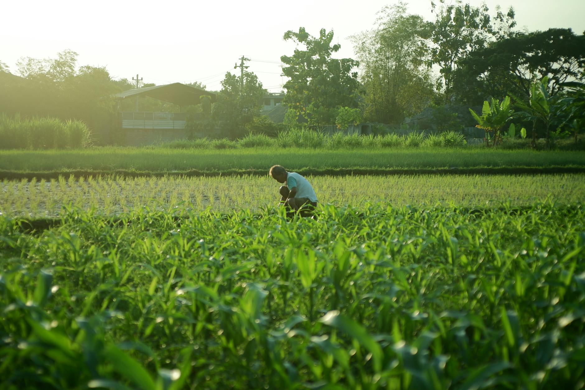 man tends crops in lush green field at sunrise